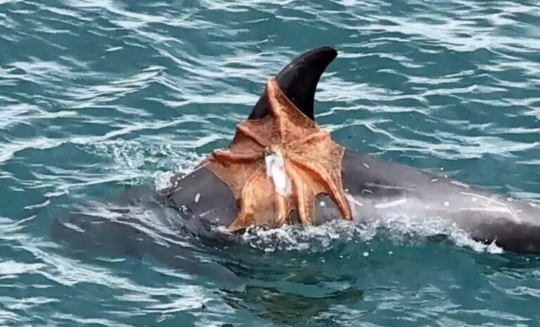 Polvo se esforça para não virar almoço de golfinho na costa da Inglaterra — Foto: Reprodução/Instagram(rissosdolphinproject)