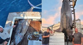 Marlin colossal de 544 kg é fisgado na costa dos EUA, atingindo marca histórica e quase batendo recorde mundial