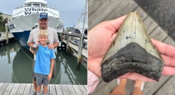 Dente gigante de megalodon é encontrado por pai e filho em praia de Nova Jersey