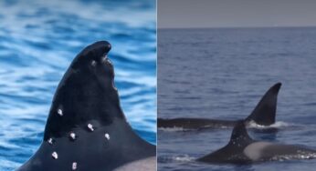 Orca matriarca é encontrada com marcas de tiro no Estreito de Gibraltar