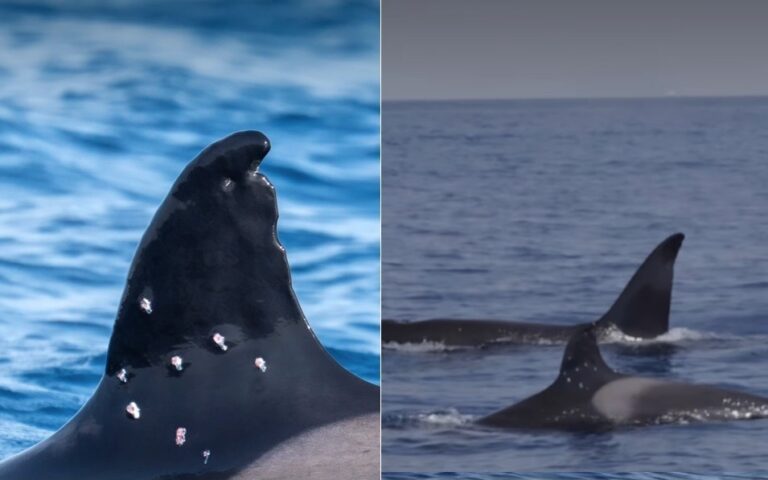 Orca monitorada aparece com oito marcas de tiro em barbatana — Foto: Reprodução/Instagram