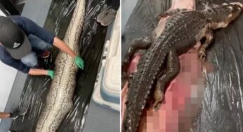 Bióloga desvenda mistério de píton gigante na Flórida após alerta de mulher devorada
