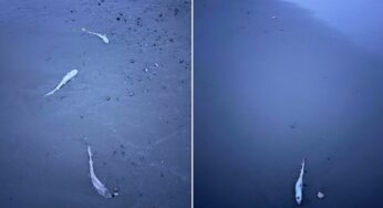 Praia de Nova Jersey amanhece com 29 tubarões mortos e intriga oceanógrafos