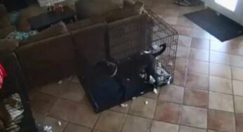 Câmeras registram cachorro sendo arrastado por força invisível em casa e vídeo viraliza