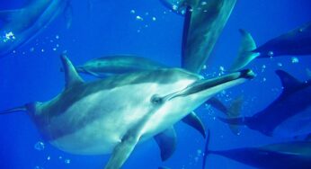 Mulher processa agência federal para nadar com golfinhos no Havaí em busca de terapia mental
