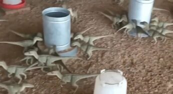 Morador de Vespasiano escapa de golpe de R$ 500 com mini dinossauros e vídeos de IA