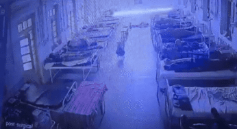 Cachorro “furtador” leva bolsa com joias de R$ 21 mil em hospital indiano, chocando polícia