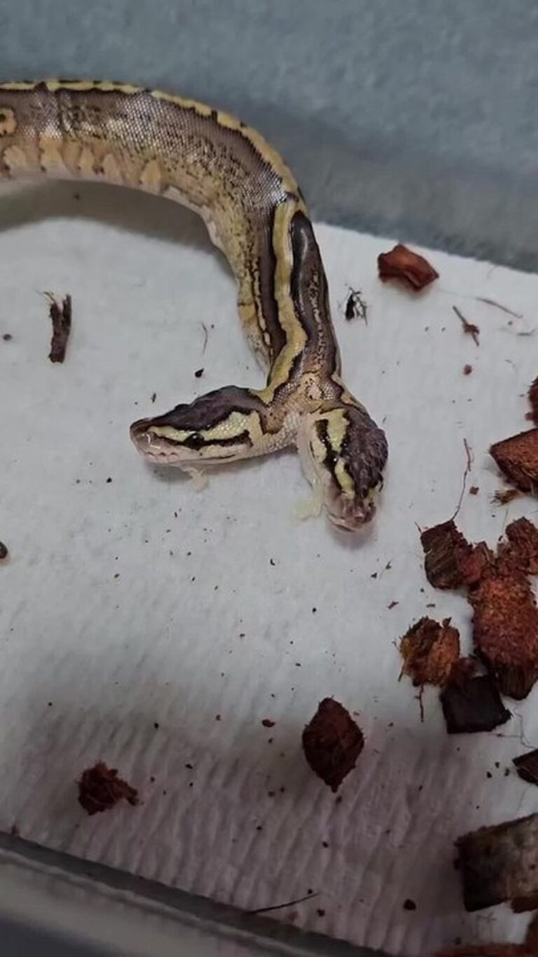 Cobra surpreende criadores nos EUA ao ter duas cabeças capazes de controlar o corpo — Foto: Reprodução/Instagram