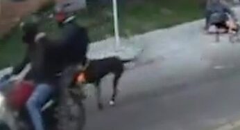 Cão heroico impede assalto com faca e protege tutor em rua de Bogotá
