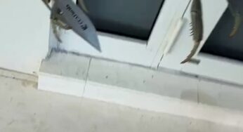 Caranguejo com lâmina vira fenômeno viral na Flórida após enfrentar homem e cadela