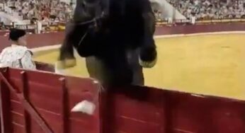 Touro de mais de meia tonelada rompe barreira e assusta público em arena espanhola