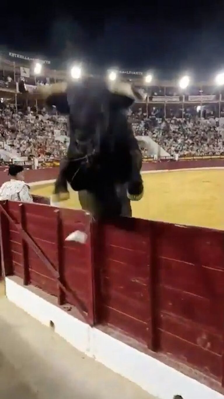 Touro de mais de meia tonelada rompe barreira e assusta público em arena espanhola