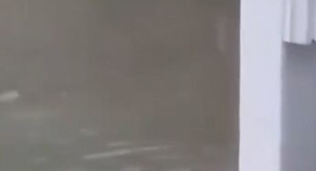 Tubarão é avistado em rua residencial de Nova Jersey após forte tempestade e inundações