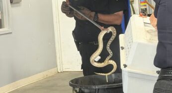 Mulher considera incendiar carro após cobra de quase um metro invadir veículo em drive-thru de Utah