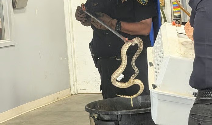 Cobra que estavaq no carro da mulher foi retirada com a ajuda polícia — Foto: Reprodução/Stephanie Watson