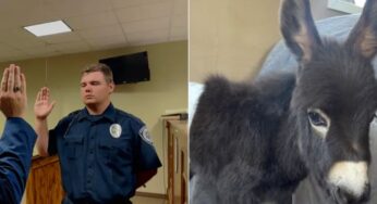 Policial que matou filhote de burro em rancho da Geórgia alega falha em taser e defesa própria