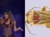Insetos australianos s&atilde;o batizados com nomes inspirados em Taylor Swift para impulsionar conserva&ccedil;&atilde;o