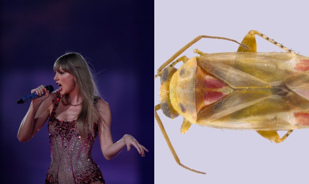 A cantora Taylor Swift é um dos maiores nomes da música pop global — Foto: Alexandre Cassiano/Agência O GLOBO; Divulgação