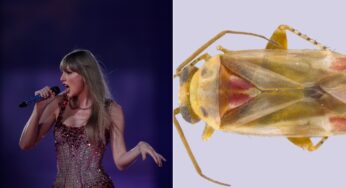 Insetos australianos são batizados com nomes inspirados em Taylor Swift para impulsionar conservação