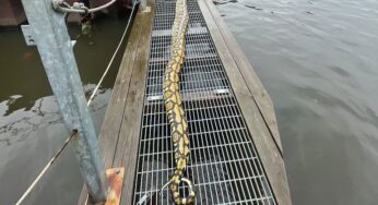 Píton de mais de 4 metros é encontrada morta em sistema de coleta de lixo aquático em Baltimore