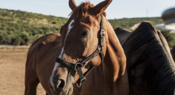 Autoridade equestre dos EUA impõe alteração de nome a cavalo com suposta alusão a Hitler