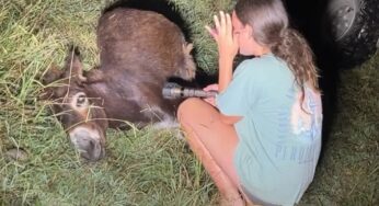 Morte de burro de estimação por policial na Geórgia gera forte onda de indignação online