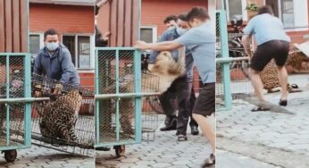Leopardo resgatado escapa de gaiola e ataca guarda florestal em cidade do Nepal