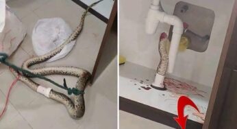 Encanador descobre e mata píton acidentalmente em tubulação de esgoto na Malásia