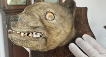 Rara cabeça de tilacino extinto é arrematada por colecionador britânico em leilão