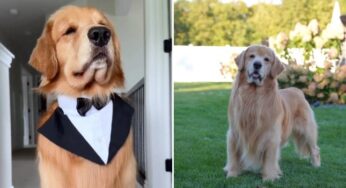 Golden retriever Tucker, estrela com 27 milhões de seguidores, morre aos 8 anos de câncer