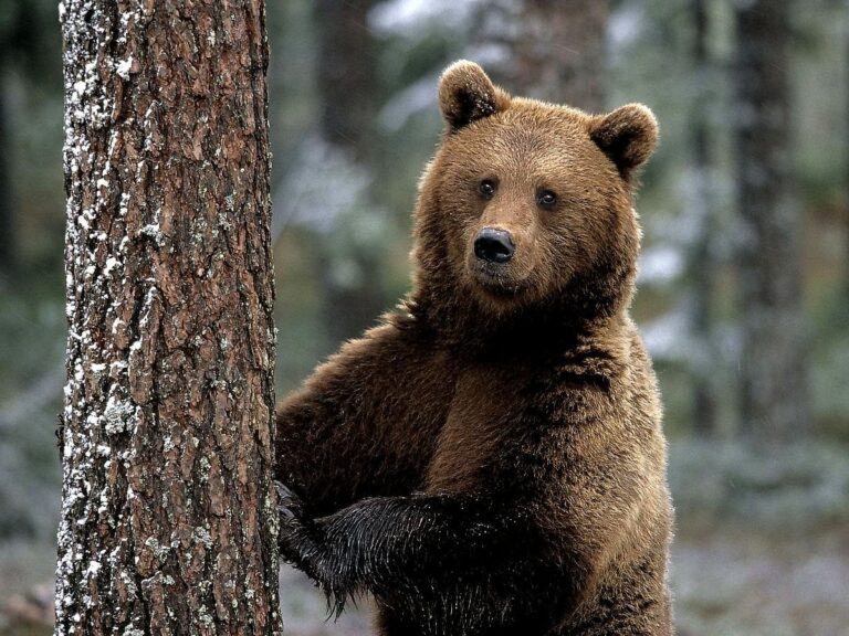Benjamin Halona foi uma das vítimas de ataques de urso recentes — Foto: Divulgação