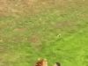 Homem morre ap&oacute;s invadir recinto de tigre em parque de vida selvagem na Inglaterra