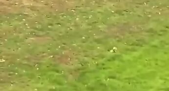 Homem morre após invadir recinto de tigre em parque de vida selvagem na Inglaterra