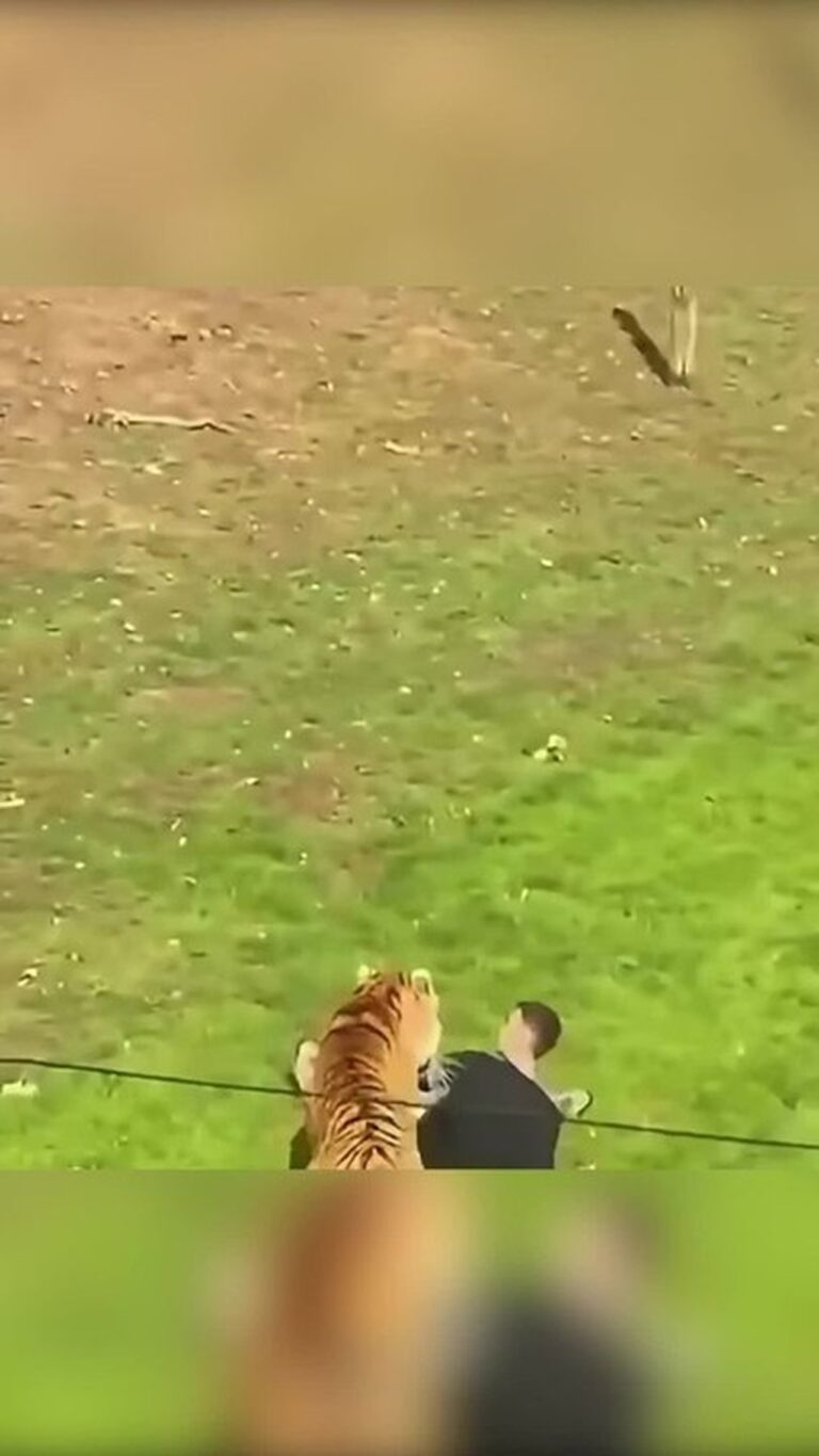 Homem morre ao entrar em recinto de tigre em zoo na Inglaterra — Foto: Reprodução/X