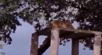 Jovem morto por tigre em zoo inglês sofreu múltiplos ferimentos traumáticos, aponta inquérito inicial