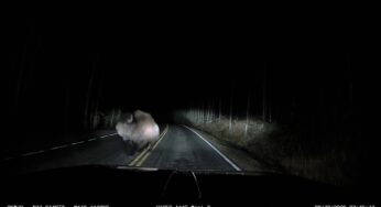 Bisão ataca caminhonete em estrada escura de Yellowstone em encontro assustador