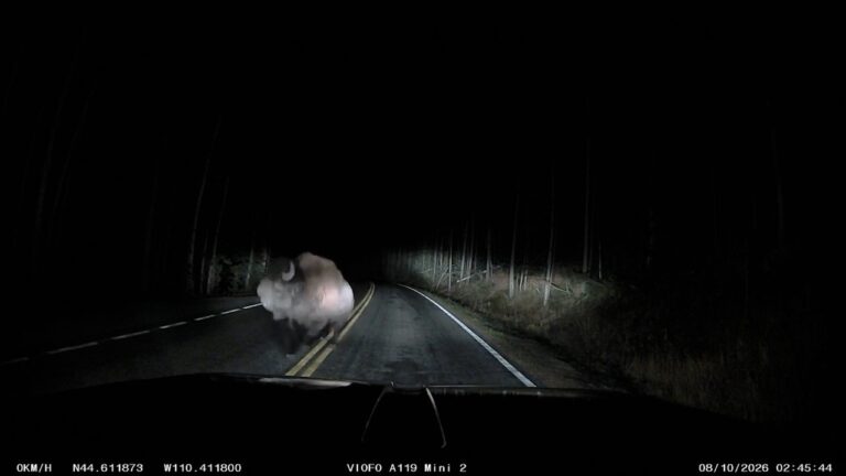 Bisão ataca caminhonete em estrada escura de Yellowstone em encontro assustador