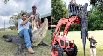 Jacaré americano de 816 kg é capturado na Louisiana e figura entre os maiores já registrados
