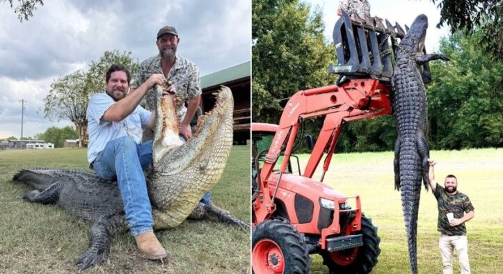 Jacaré americano de 816 kg é capturado na Louisiana e figura entre os maiores já registrados