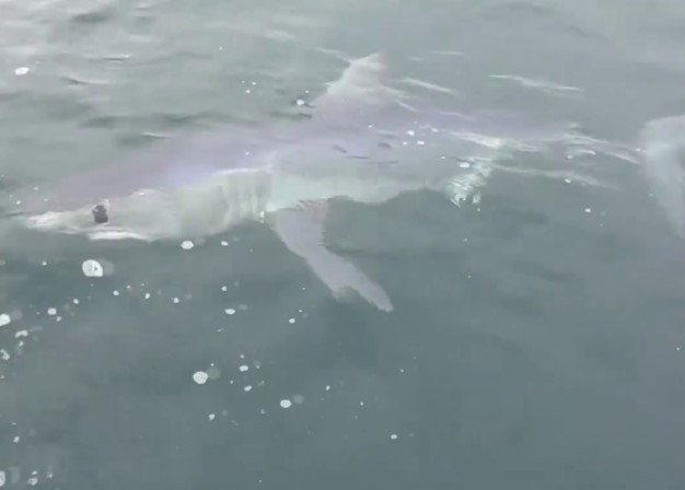 Tubarão-mako cerca barco com pai e filho em ilha na Austrália — Foto: Reprodução
