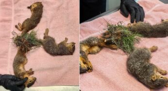 Trio de esquilos com caudas emaranhadas passa por cirurgia emergencial nos Estados Unidos
