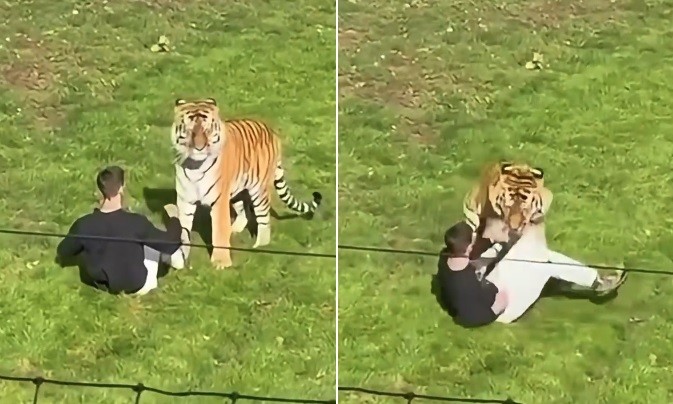Homem morre ao entrar em recinto de tigre em zoo na Inglaterra — Foto: Reprodução/X