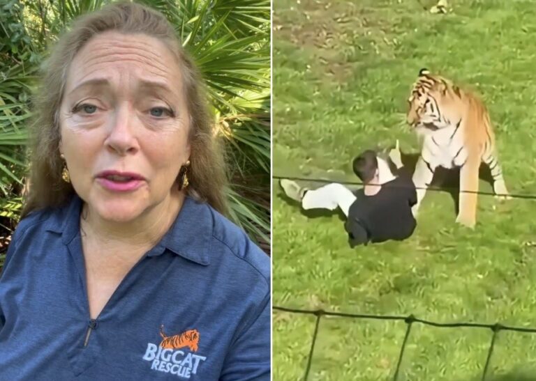 Carole Baskin pediu que tigre que matou homem em zoo na Inglaterra não seja sacrificado — Foto: Reprodução/Instagram; Reprodução/X