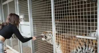 Tigre Altai não será sacrificado após ataque fatal em zoo britânico, apesar de comoção pública