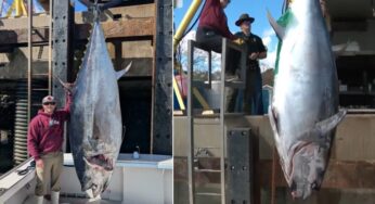 Pescador de New Hampshire Bate Recorde ao Fisgar Atum-Rabilho Colossal de 506 kg