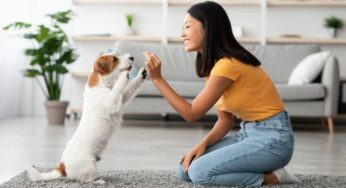 Inteligência Artificial Decifra Emoções em Latidos de Cães, Abrindo Nova Fronteira na Comunicação Animal