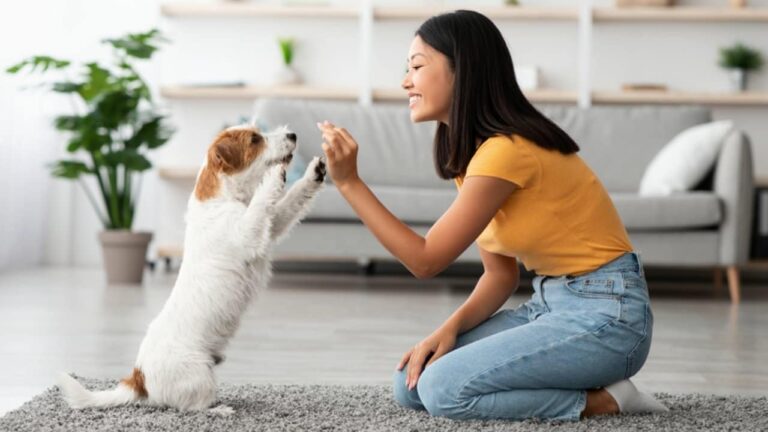 Inteligência Artificial Decifra Emoções em Latidos de Cães, Abrindo Nova Fronteira na Comunicação Animal