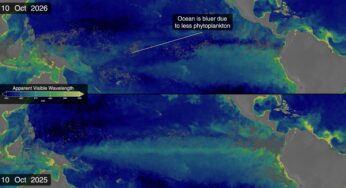 El Niño recorde muda cor do Pacífico e revela impacto na vida marinha