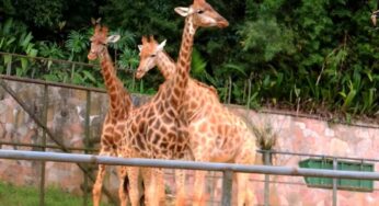 Zoológico de São Paulo Ganha Rede Móvel Exclusiva para 125 Mil Visitantes Mensais